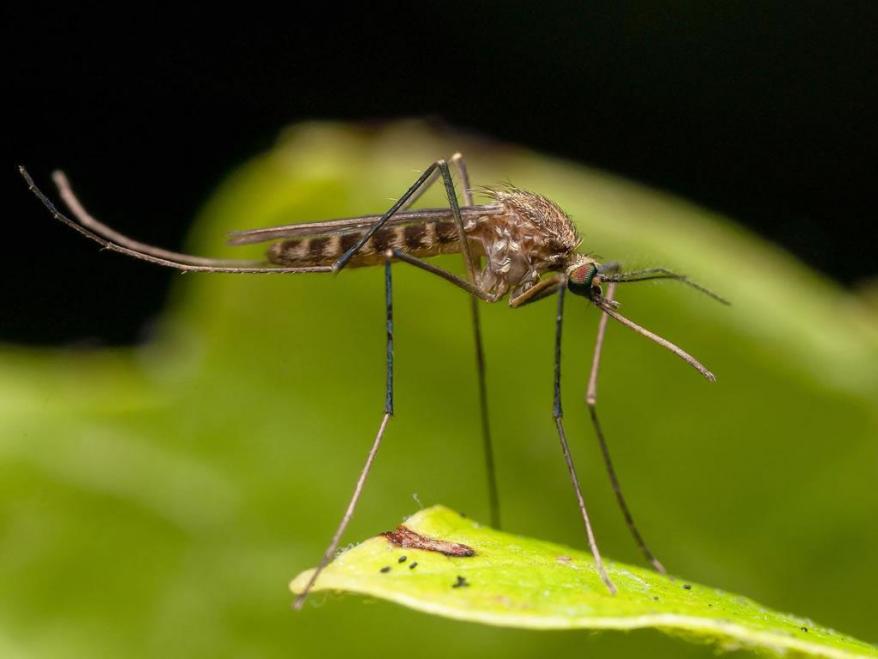 Campagna di prevenzione contro le zanzare