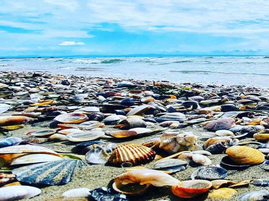 L'isola delle Conchiglie antistante Lignano va all'asta!