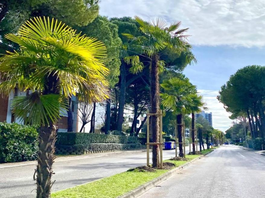 Piantate 50 nuove palme in Viale delle Palme