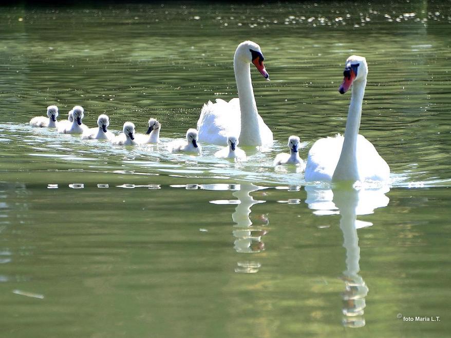 Famiglia di Cigni in laguna a Lignano